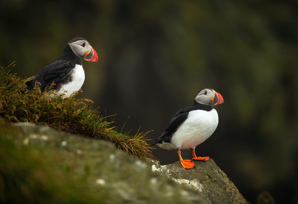 puffins, birds, animal, feathers, plumage, beak, nature, wildlife, avian, iceland, rock, grass, beach, landscape, iceland, iceland, iceland, iceland, iceland