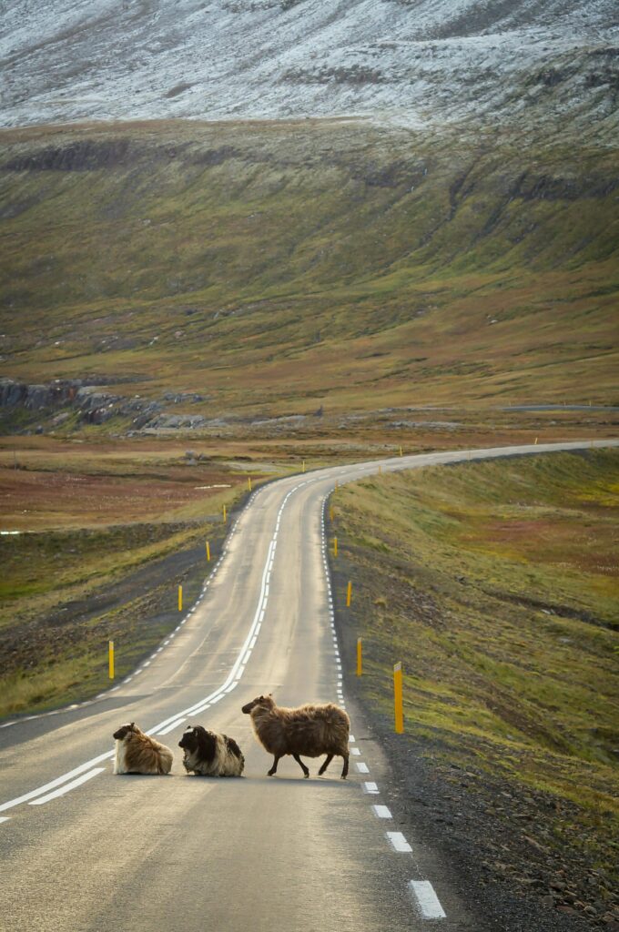 pexels-photo-318427-318427 Sheep crossing a winding road in a scenic rural landscape with mountains.